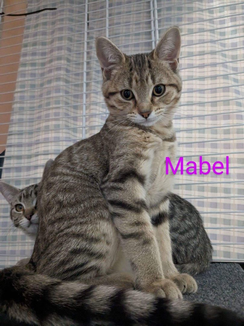 Mabel photo 3