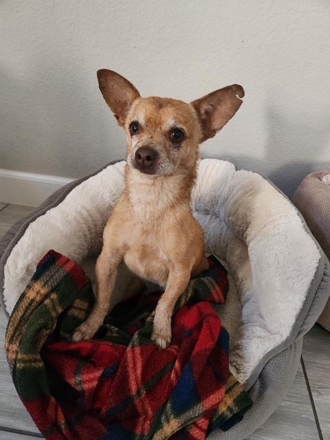 Enlarge Cody, a Adoptable mixed breed in Henderson, NV image 1/2