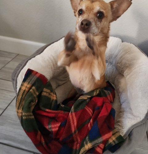 Enlarge Cody, a Adoptable mixed breed in Henderson, NV image 2/2