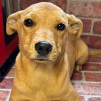 Too Much, a ADOPTABLE mixed breed in Watertown, CT image 3/3