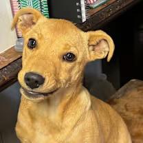 Too Much, a ADOPTABLE mixed breed in Watertown, CT image 1/3