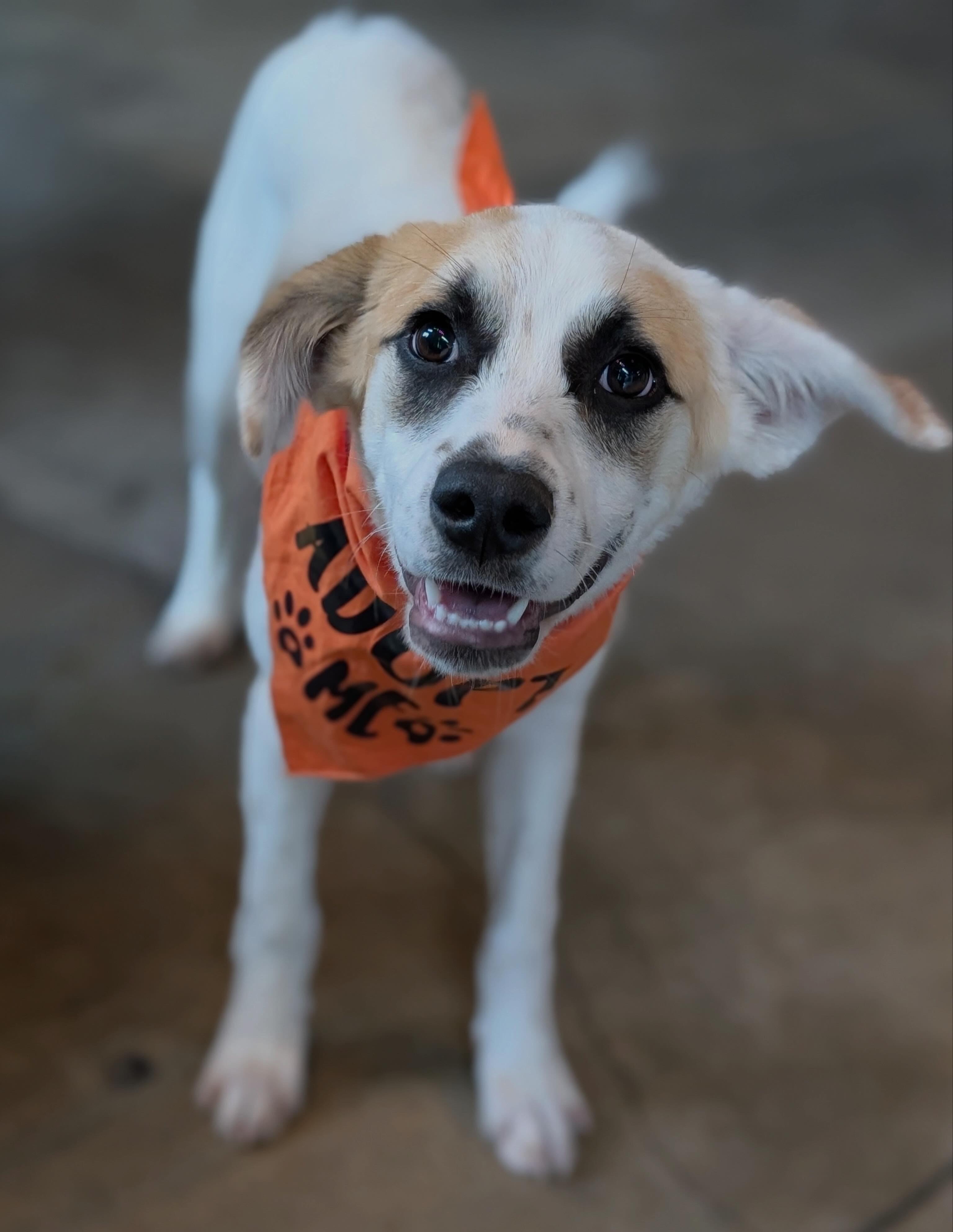 Brie, adopted, Young Female Great Pyrenees.