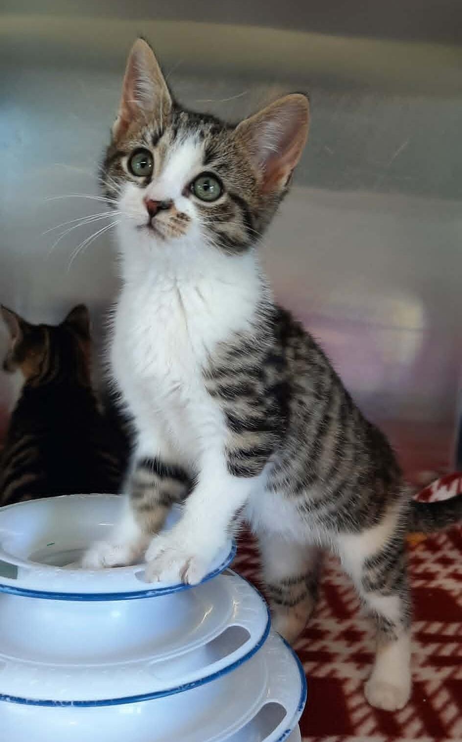 Lark, Adoptable, Kitten Male Domestic Short Hair.