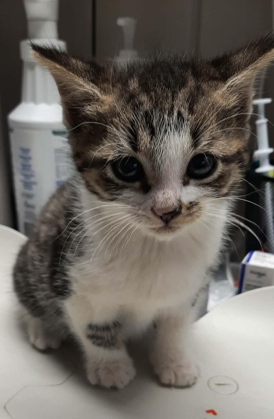 Lark, a Adoptable Domestic Short Hair in Georgetown, OH image 2/2