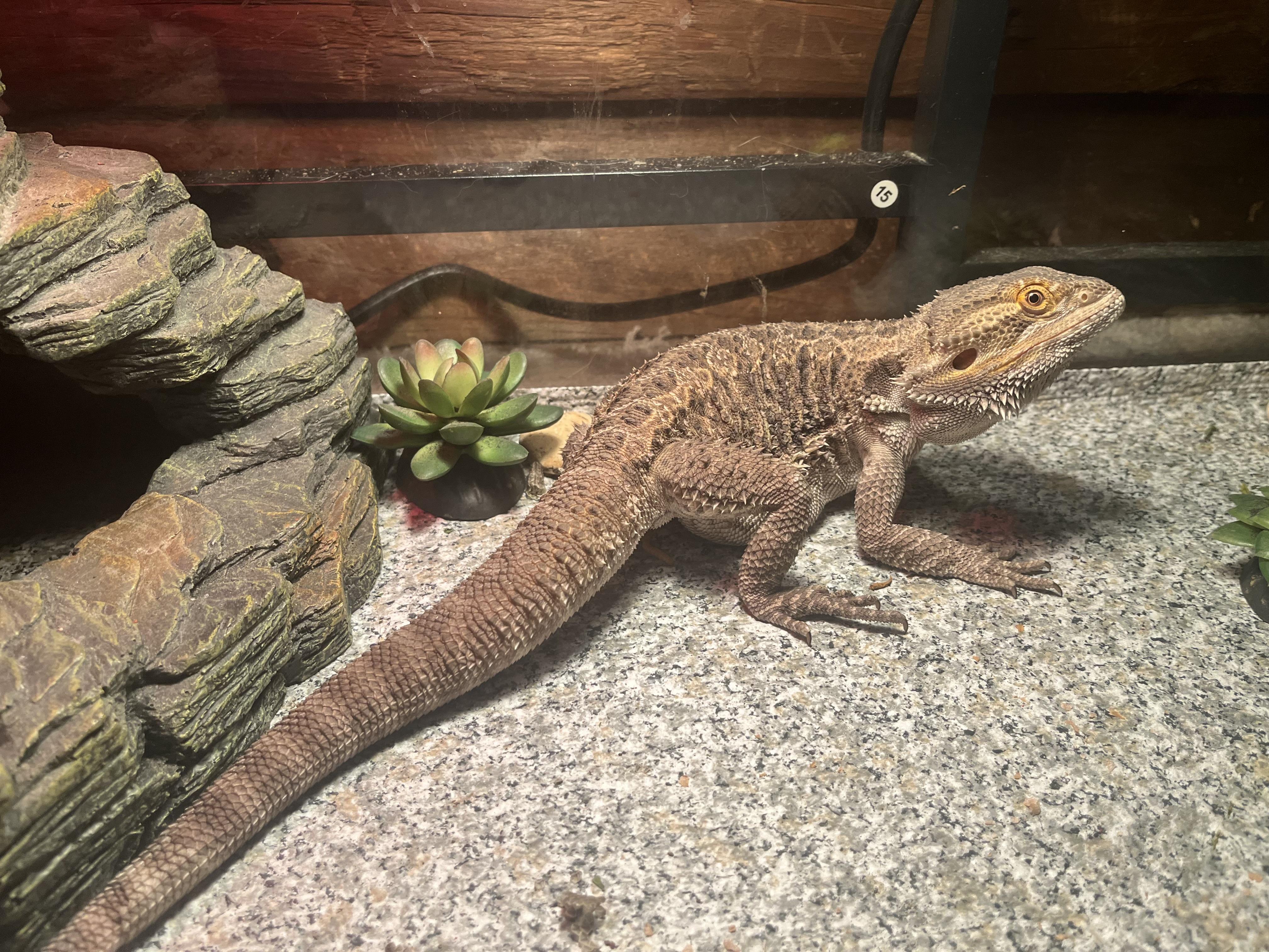 Enlarge Valcor, a Adopted Bearded Dragon in Andover, CT image 3/6