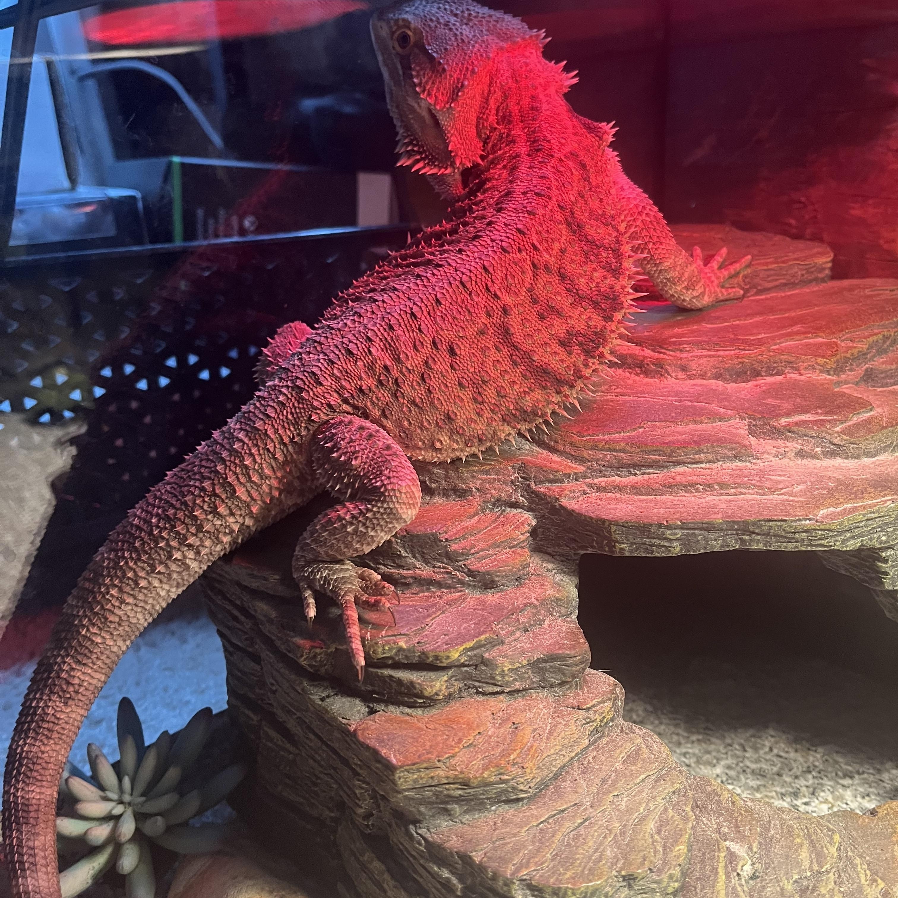 Enlarge Valcor, a Adopted Bearded Dragon in Andover, CT image 5/6