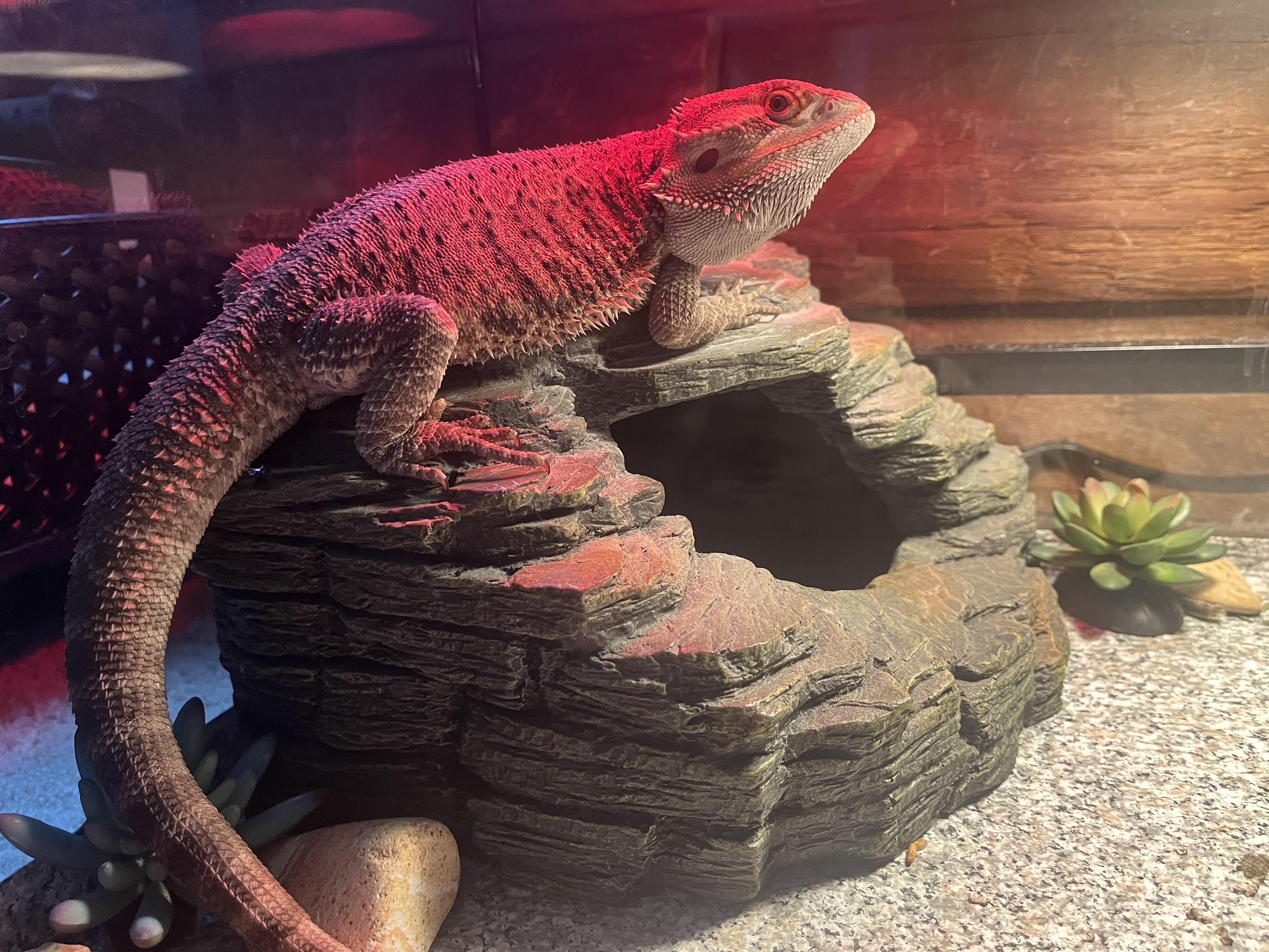 Enlarge Valcor, a Adopted Bearded Dragon in Andover, CT image 4/6