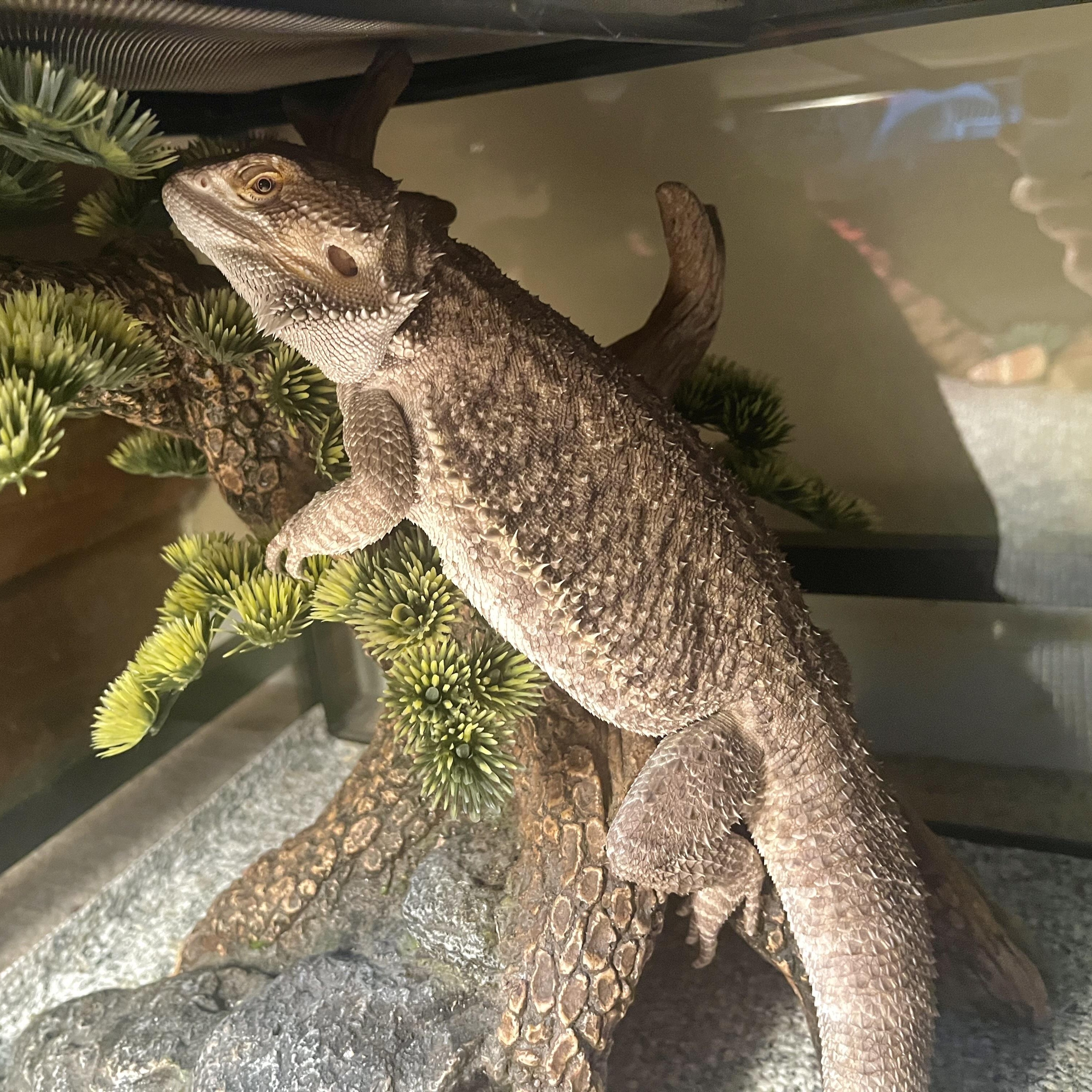 Valcor, ADOPTABLE, Young Unknown Bearded Dragon.