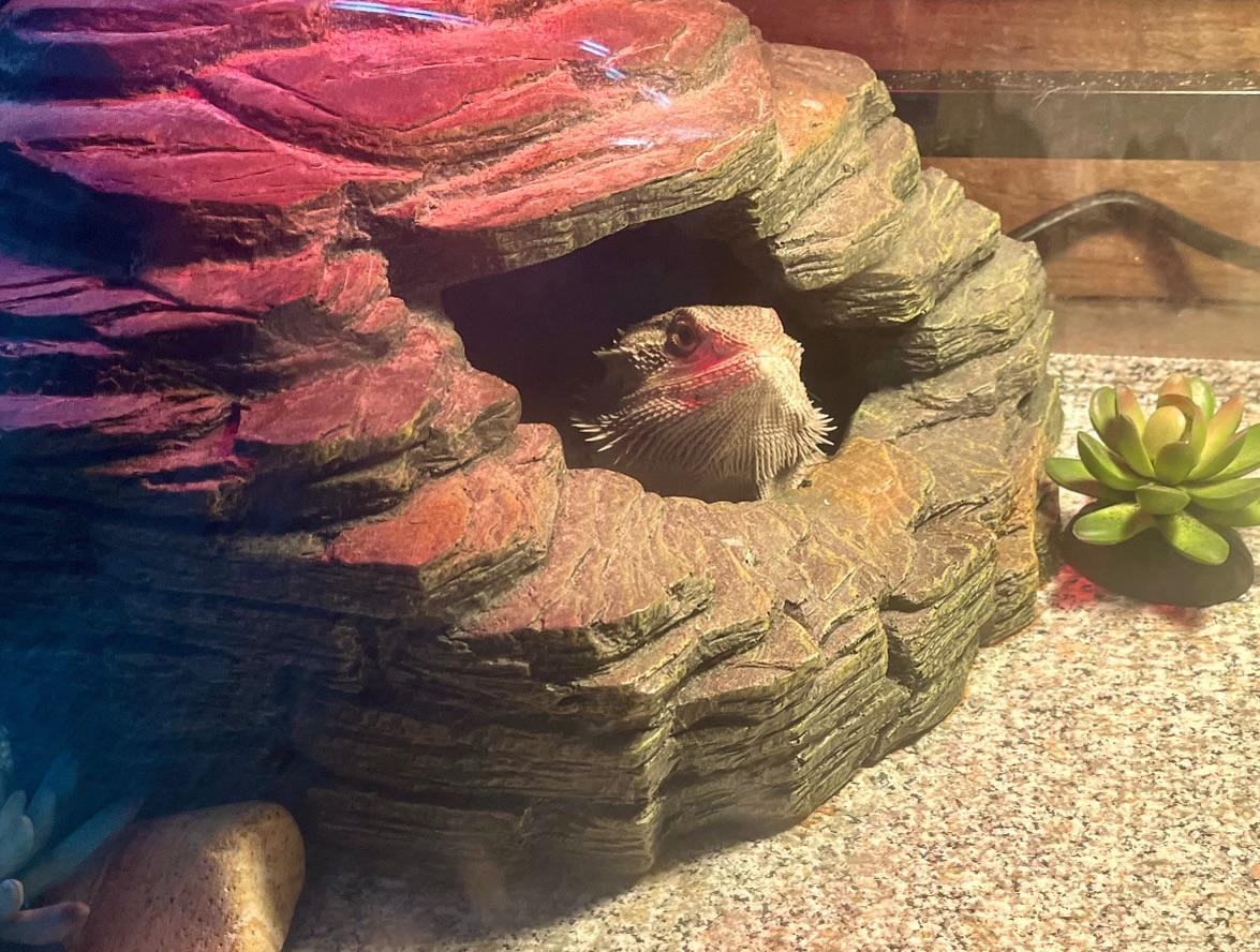 Enlarge Valcor, a Adopted Bearded Dragon in Andover, CT image 6/6
