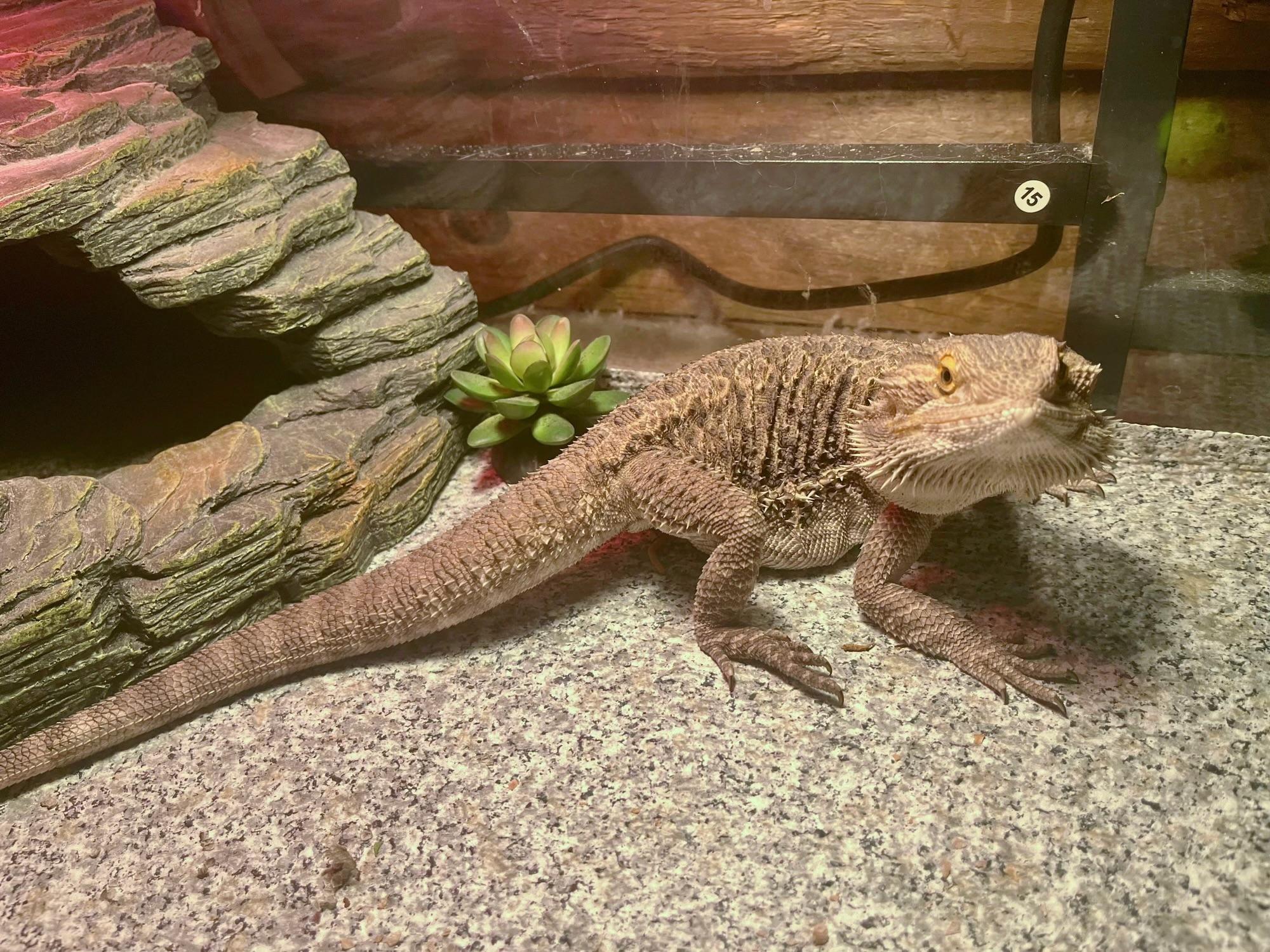 Enlarge Valcor, a Adopted Bearded Dragon in Andover, CT image 2/6