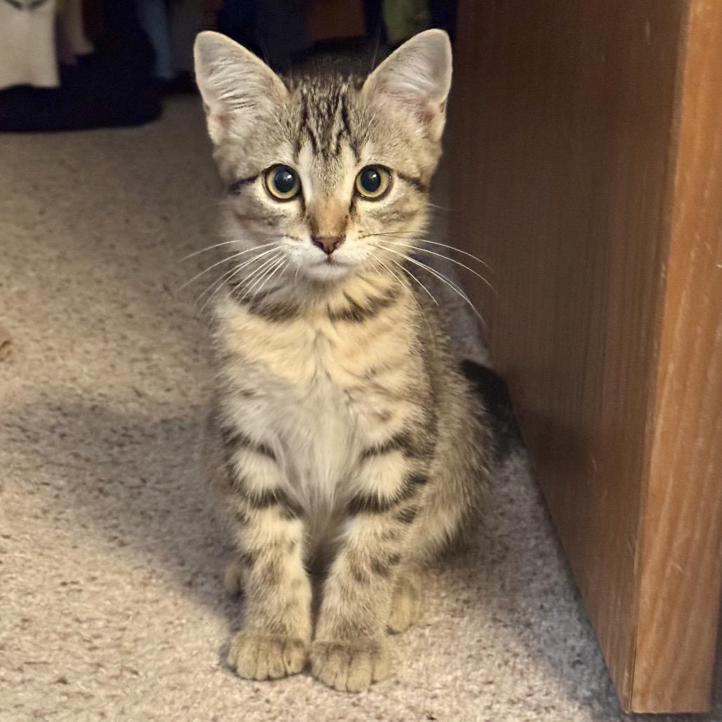 Ponyo, a Adoptable mixed breed in Fort Collins, CO image 1/4