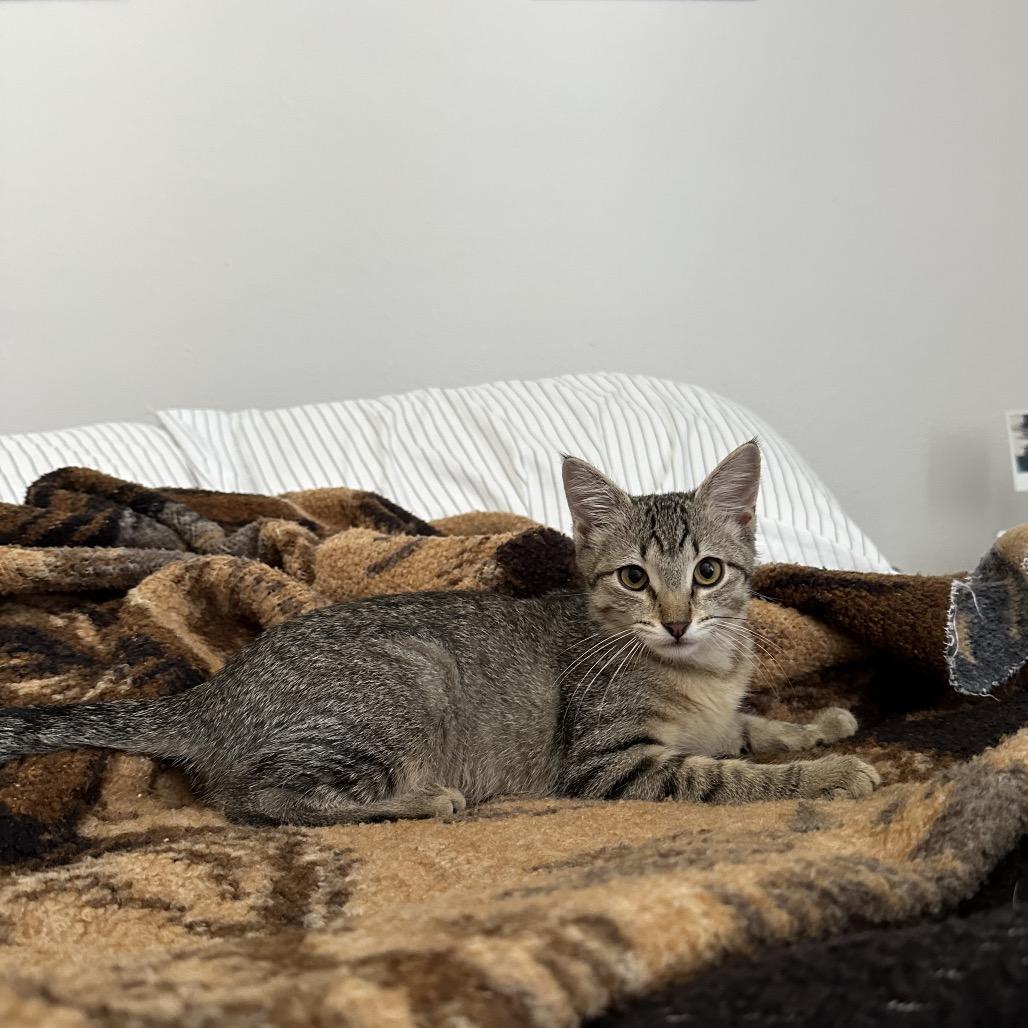 Ponyo, a Adoptable mixed breed in Fort Collins, CO image 2/4