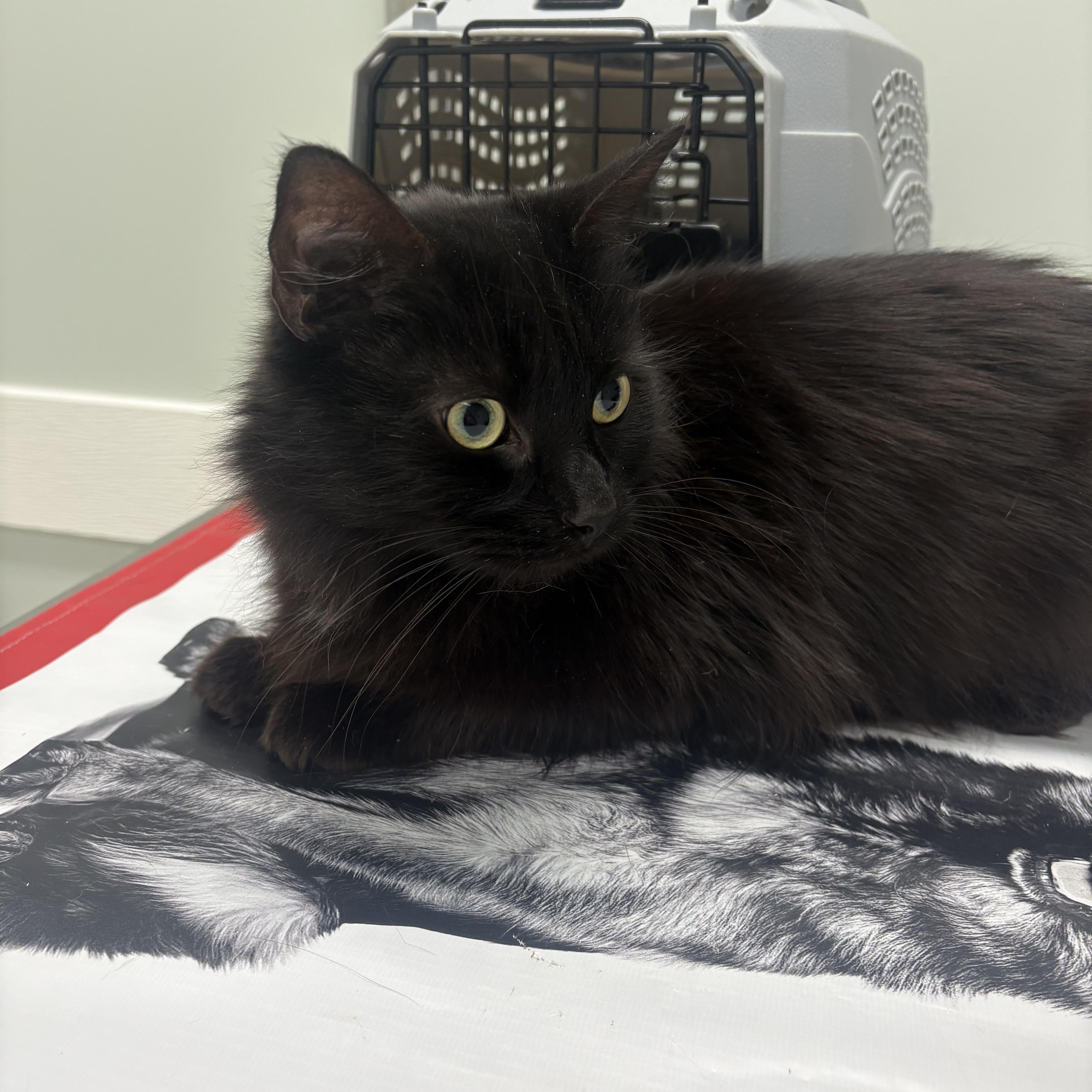 Enlarge Memphis, a ADOPTABLE Domestic Long Hair in Fredericton, NB image 4/6