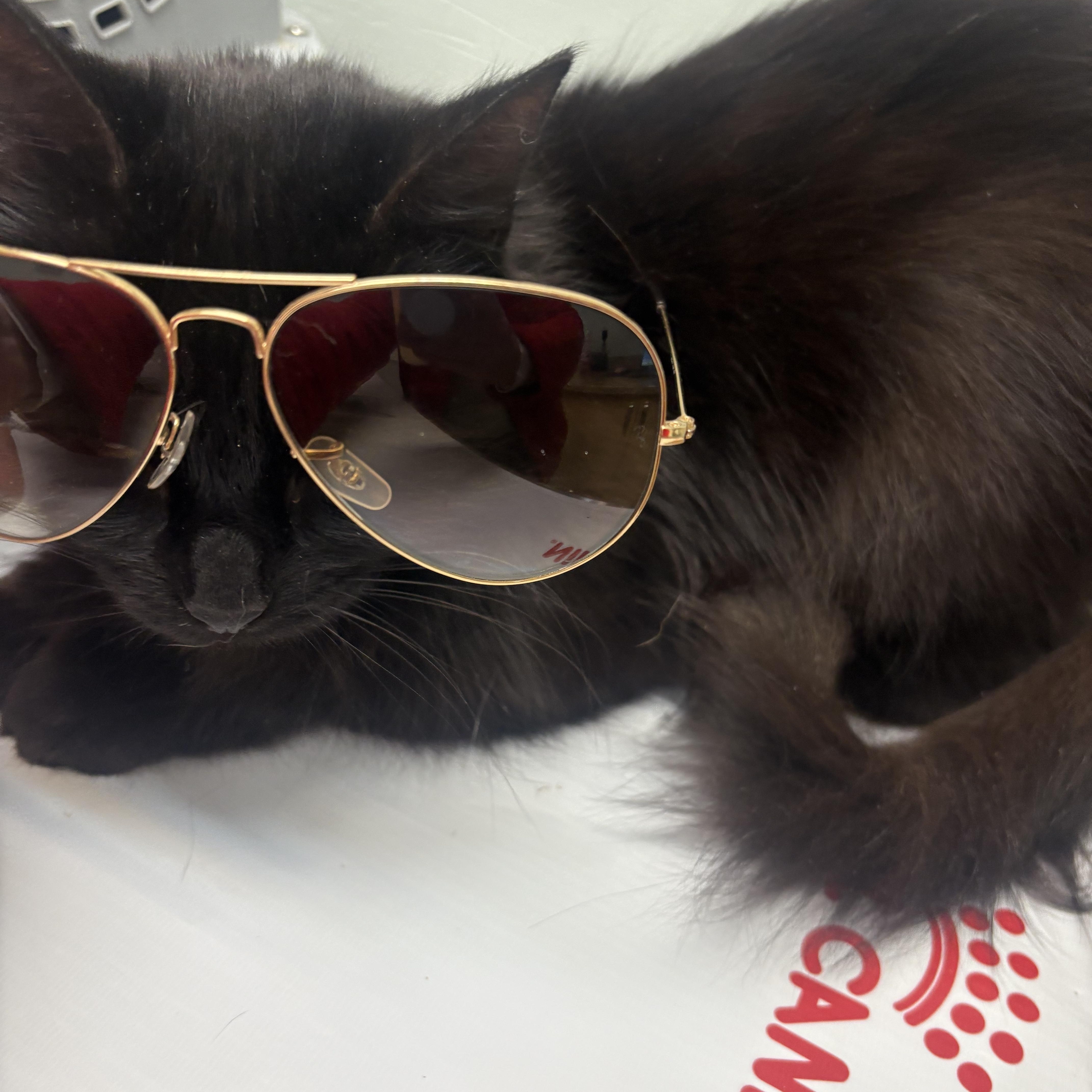 Enlarge Memphis, a ADOPTABLE Domestic Long Hair in Fredericton, NB image 5/6