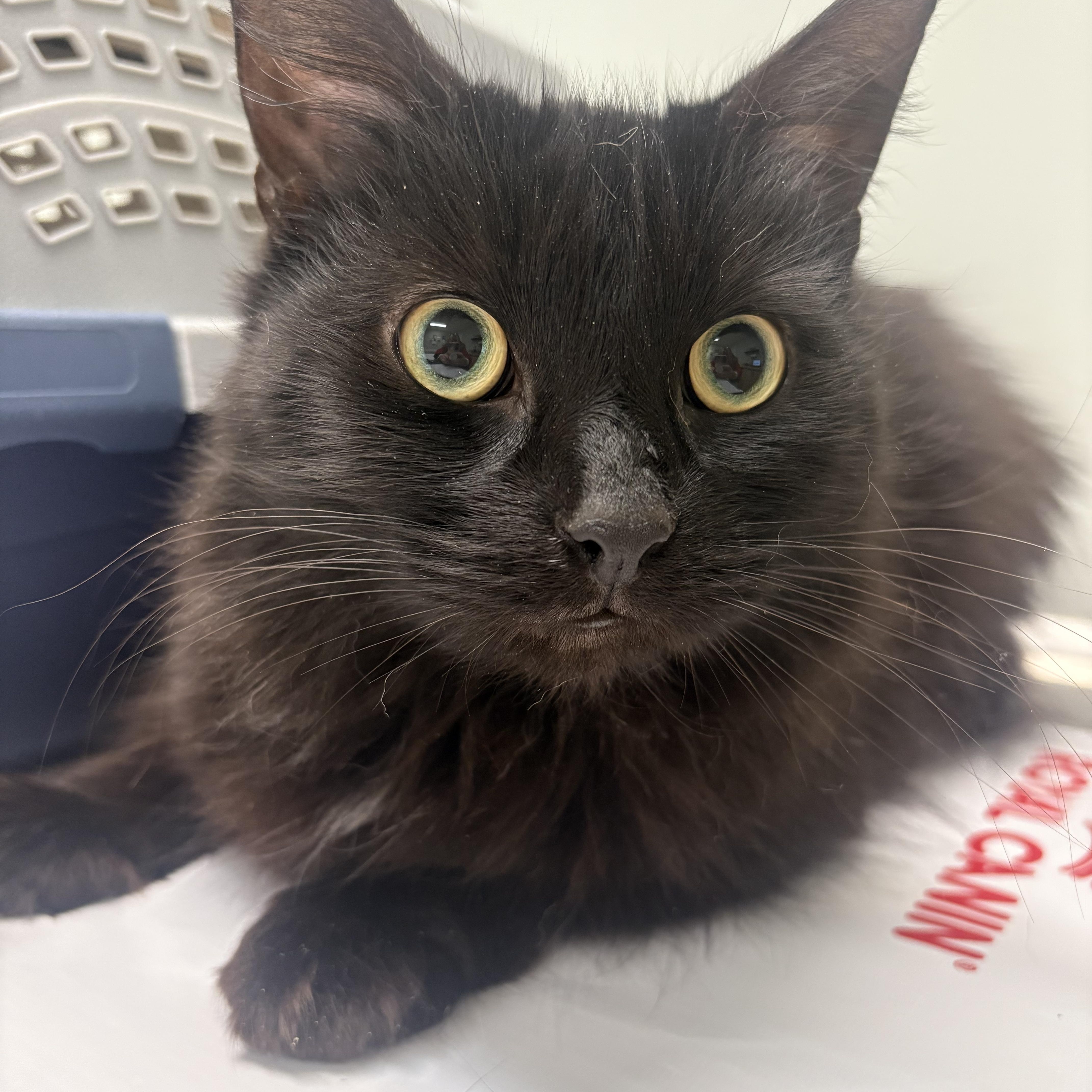 Memphis, ADOPTABLE, Adult Female Domestic Long Hair.