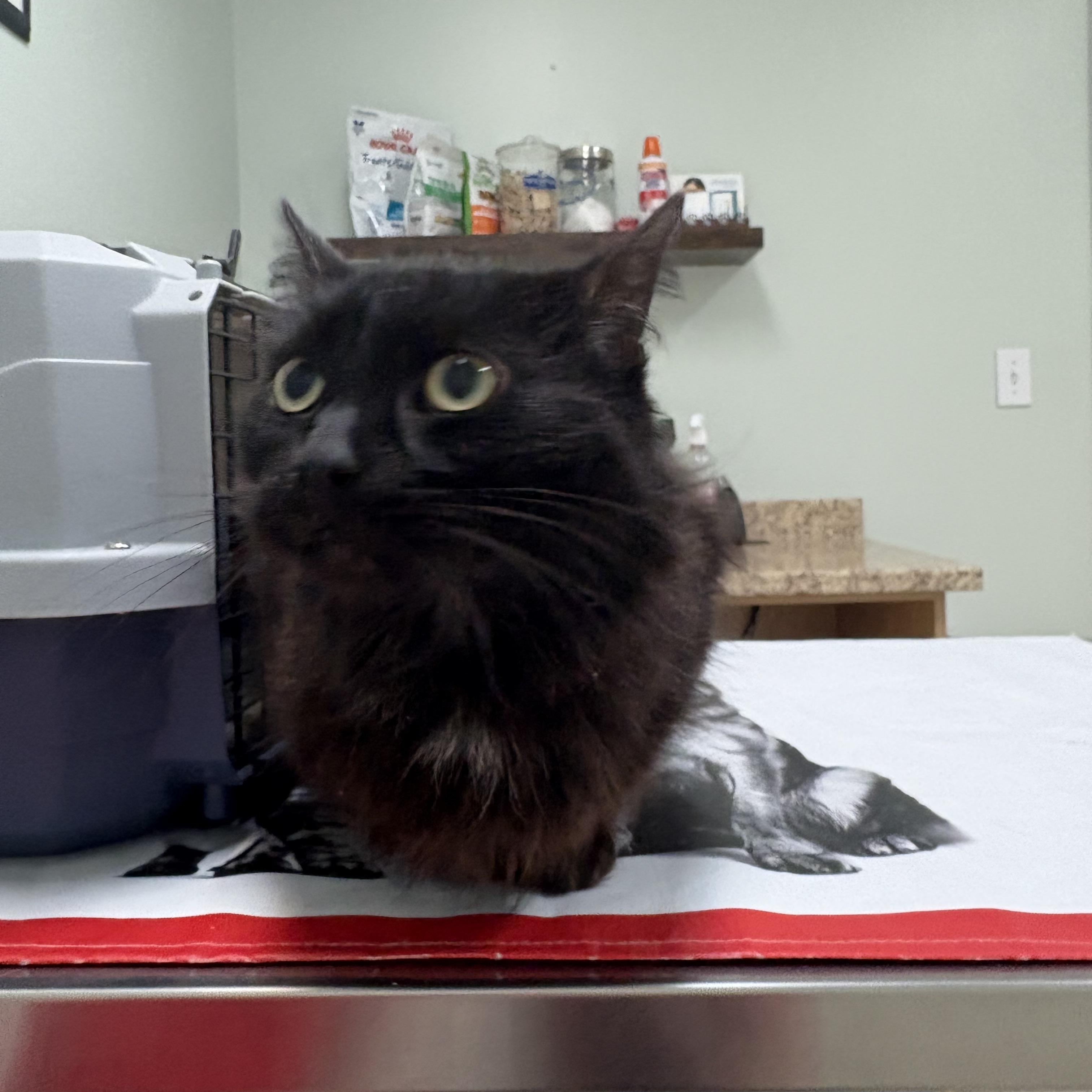 Enlarge Memphis, a ADOPTABLE Domestic Long Hair in Fredericton, NB image 6/6