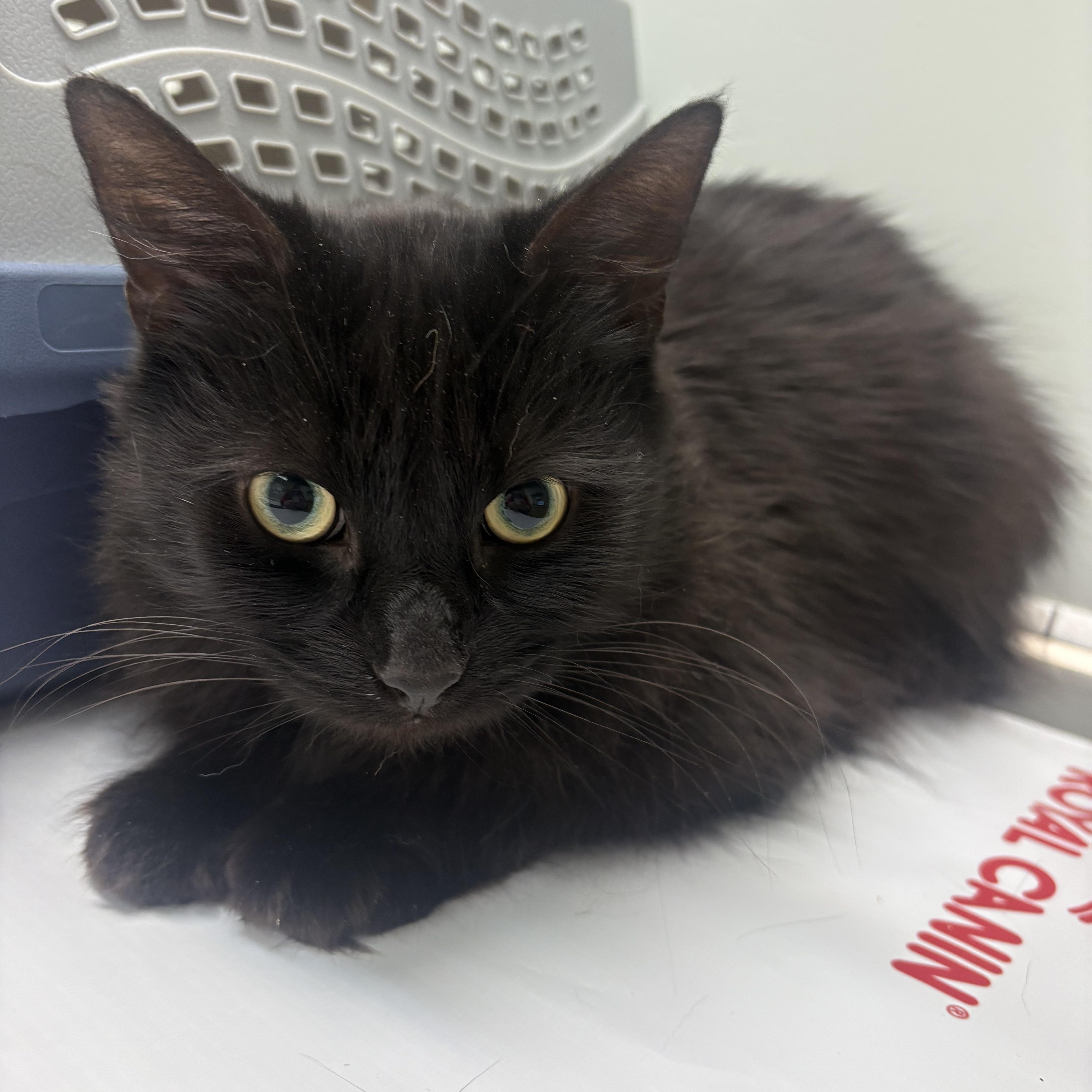 Enlarge Memphis, a ADOPTABLE Domestic Long Hair in Fredericton, NB image 3/6