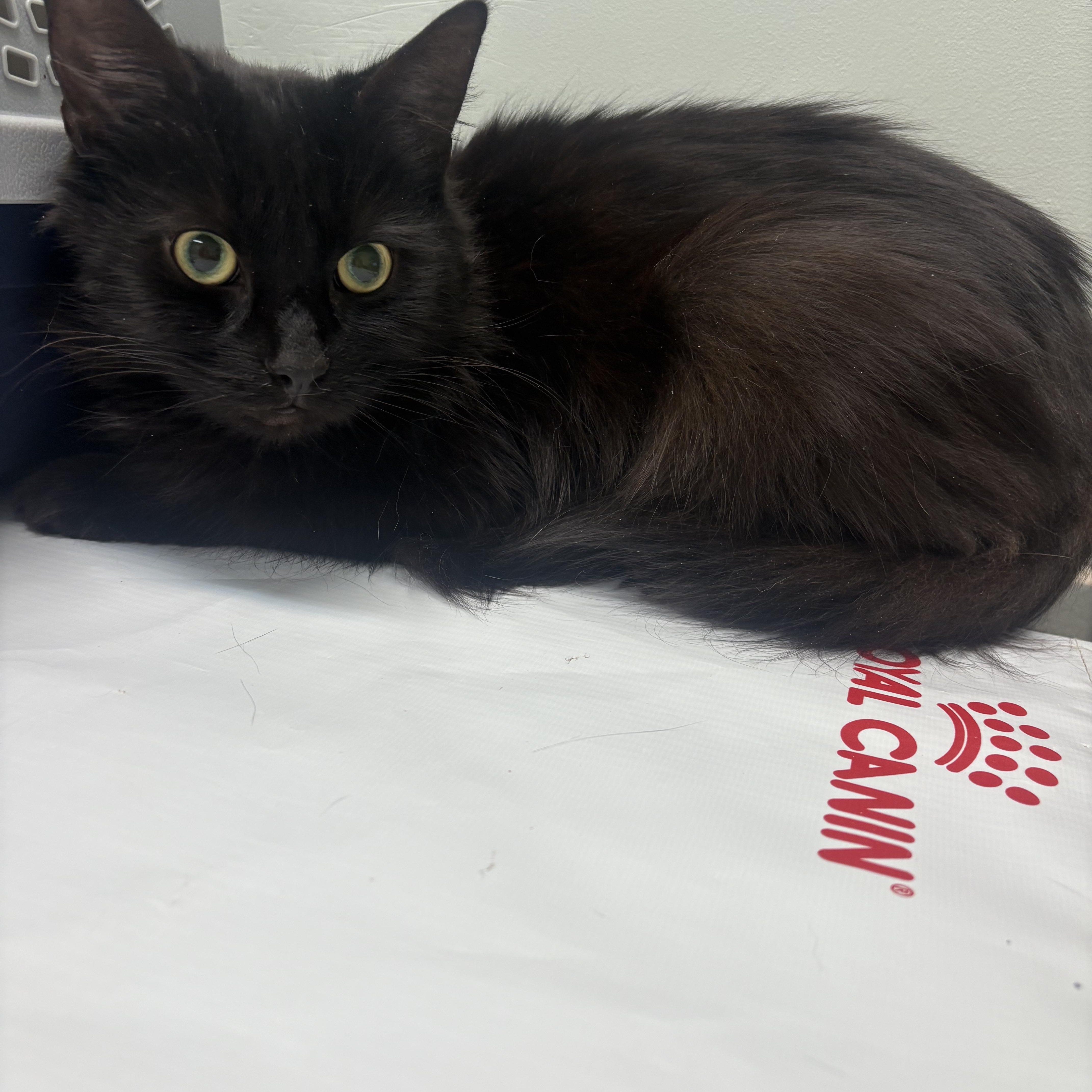 Enlarge Memphis, a ADOPTABLE Domestic Long Hair in Fredericton, NB image 2/6