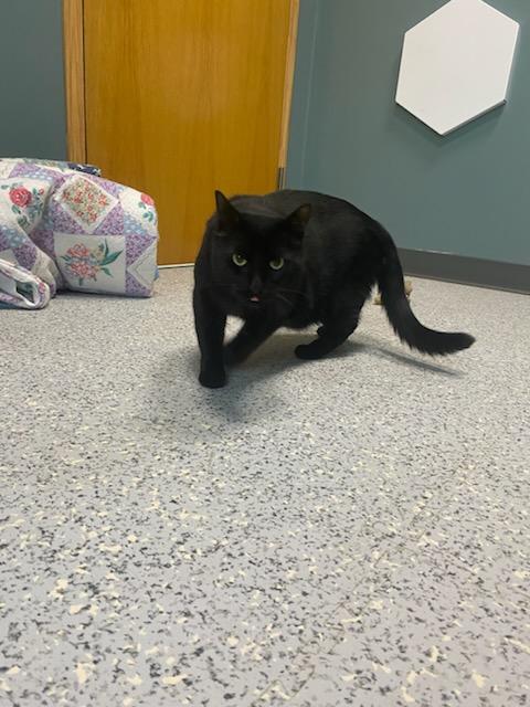 Enlarge #508 - Walter, a Adopted Domestic Short Hair in Sunset Hills, MO image 1/4