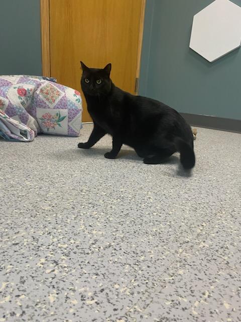 Enlarge #508 - Walter, a Adopted Domestic Short Hair in Sunset Hills, MO image 3/4