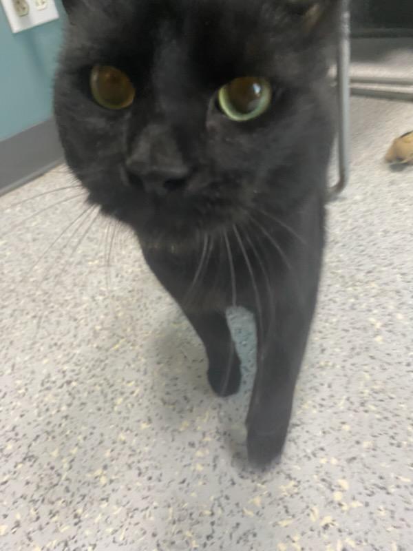 Enlarge #508 - Walter, a Adopted Domestic Short Hair in Sunset Hills, MO image 4/4