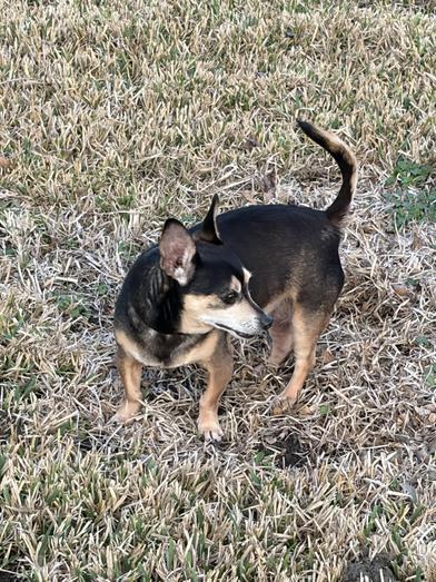 Negan — thumbnail 5