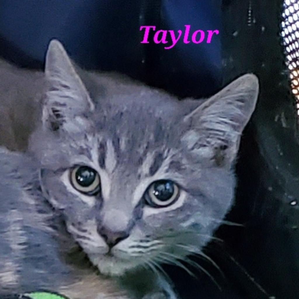 Taylor, Adoptable, Young Male Domestic Short Hair.