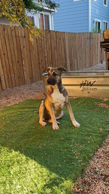 Spicy from the East Side, Adoptable, Puppy Female Shepherd & Great Pyrenees.