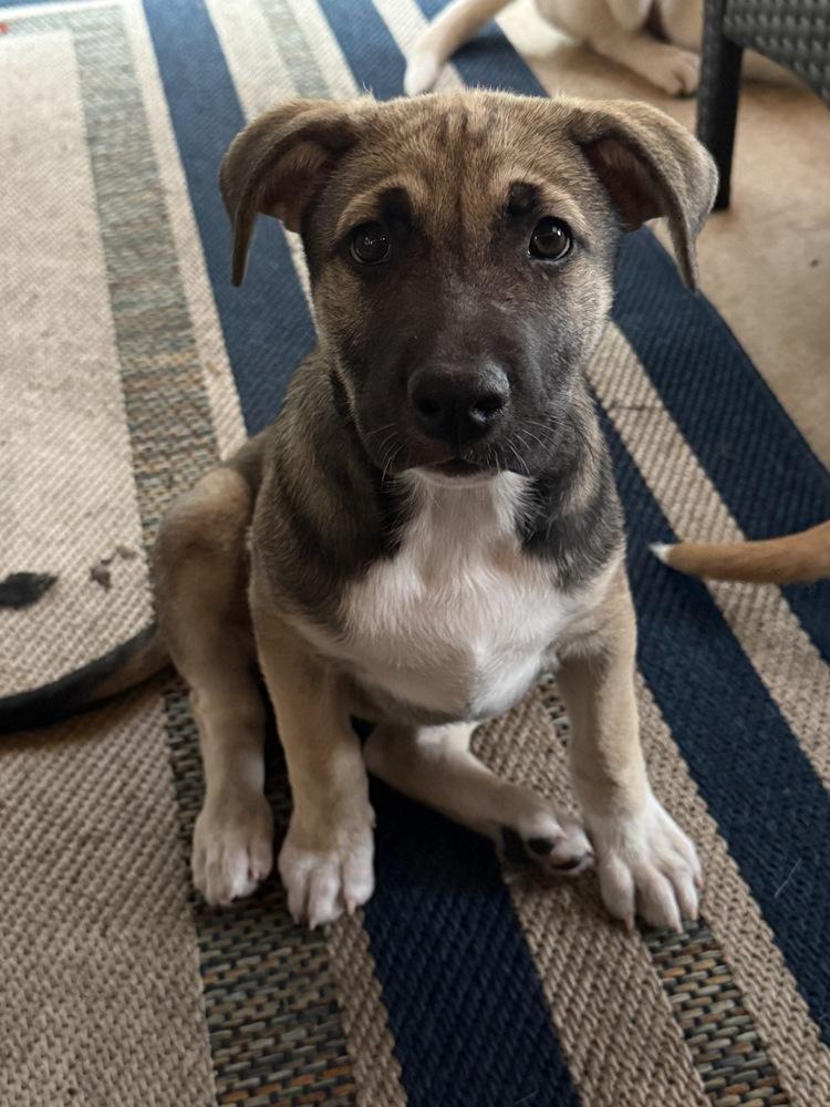 Enlarge Spicy from the East Side, a Adoptable mixed breed in Denver, CO image 3/6