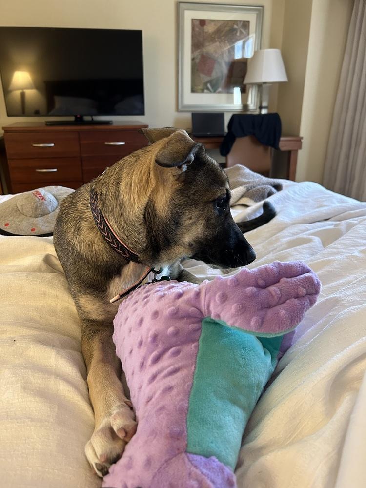 Enlarge Spicy from the East Side, a Adoptable mixed breed in Denver, CO image 4/6