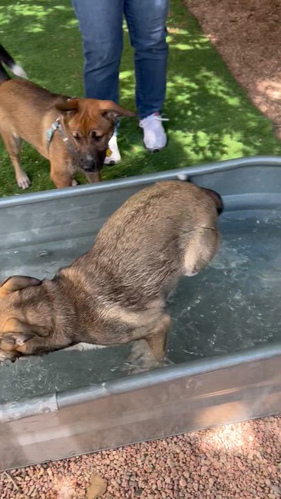 Enlarge Spicy from the East Side, a Adoptable mixed breed in Denver, CO video 5/6