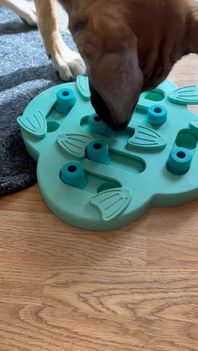 Enlarge Spicy from the East Side, a Adoptable mixed breed in Denver, CO video 6/6