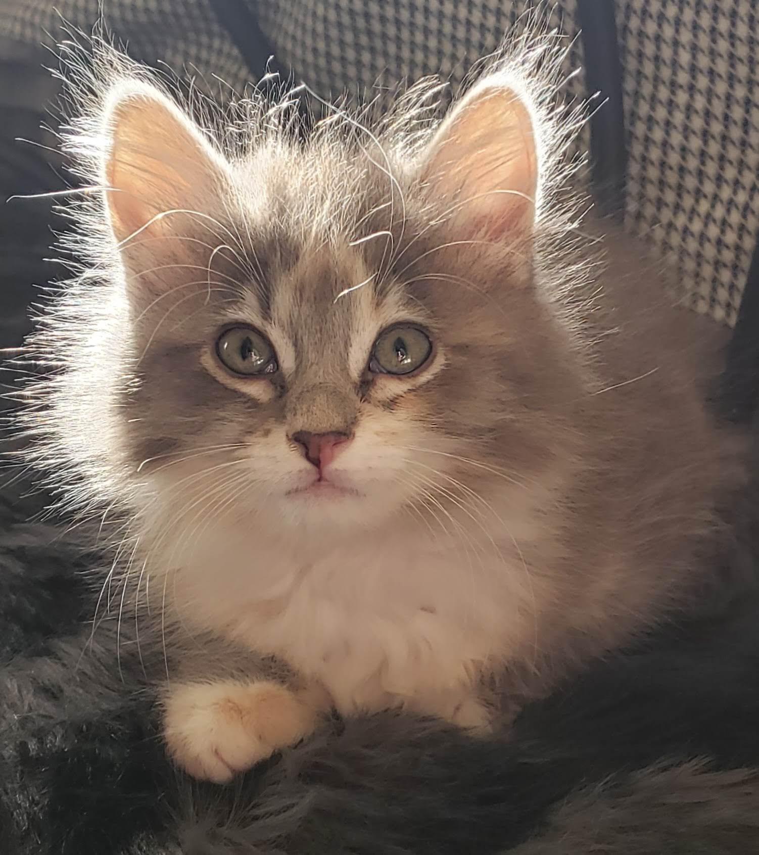 Soairse, adopted, Kitten Female Dilute Tortoiseshell & Himalayan.