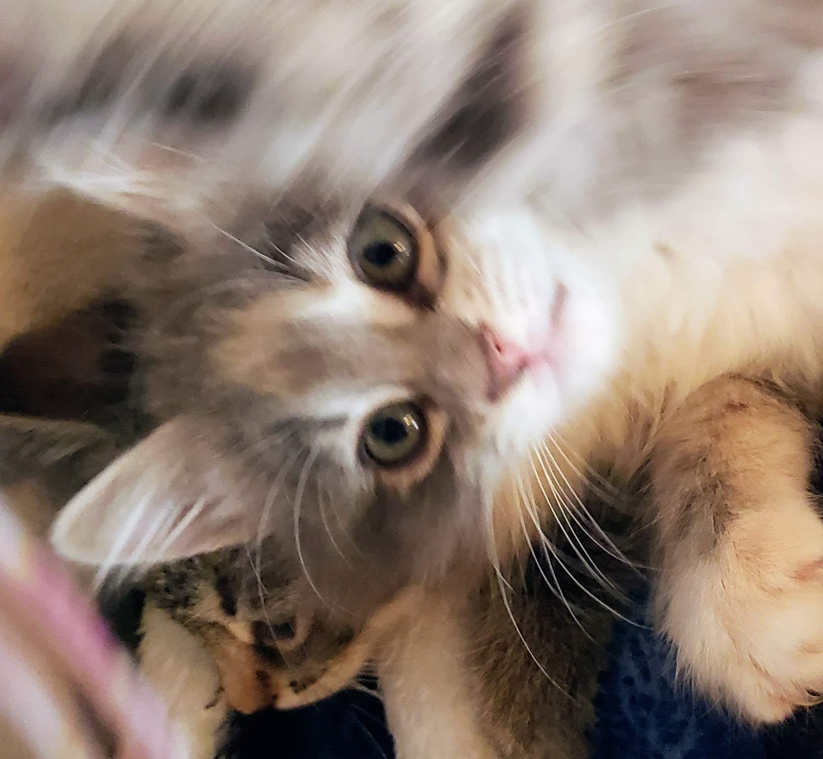 Enlarge Soairse, an adopted mixed breed in Bow, WA image 2/5