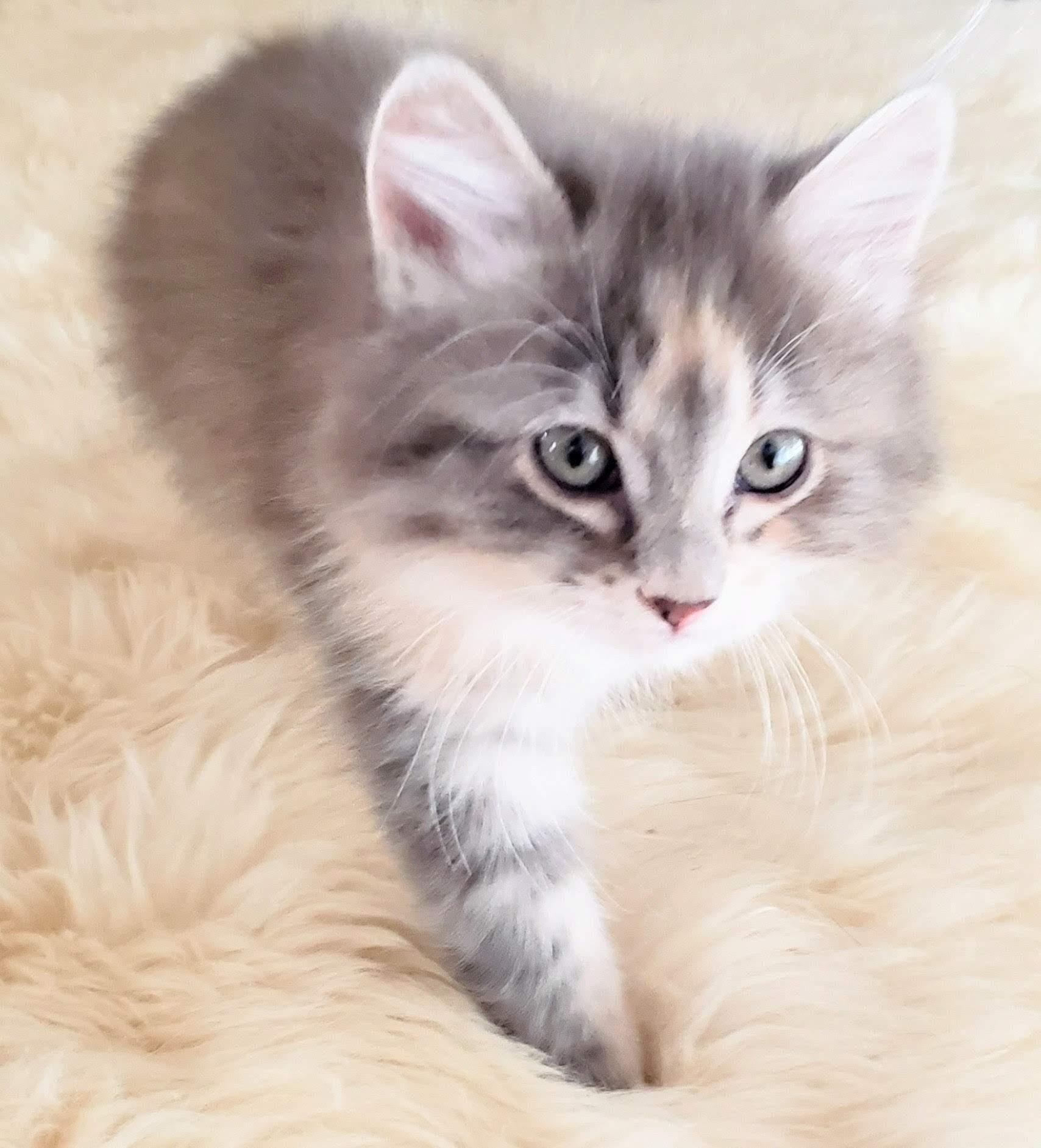 Enlarge Soairse, an adopted mixed breed in Bow, WA image 4/5