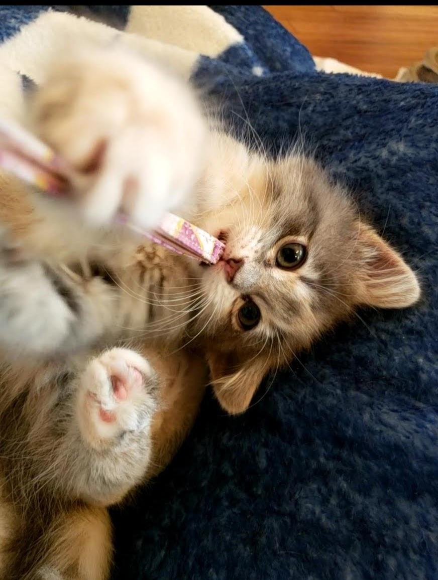 Enlarge Soairse, an adopted mixed breed in Bow, WA image 5/5