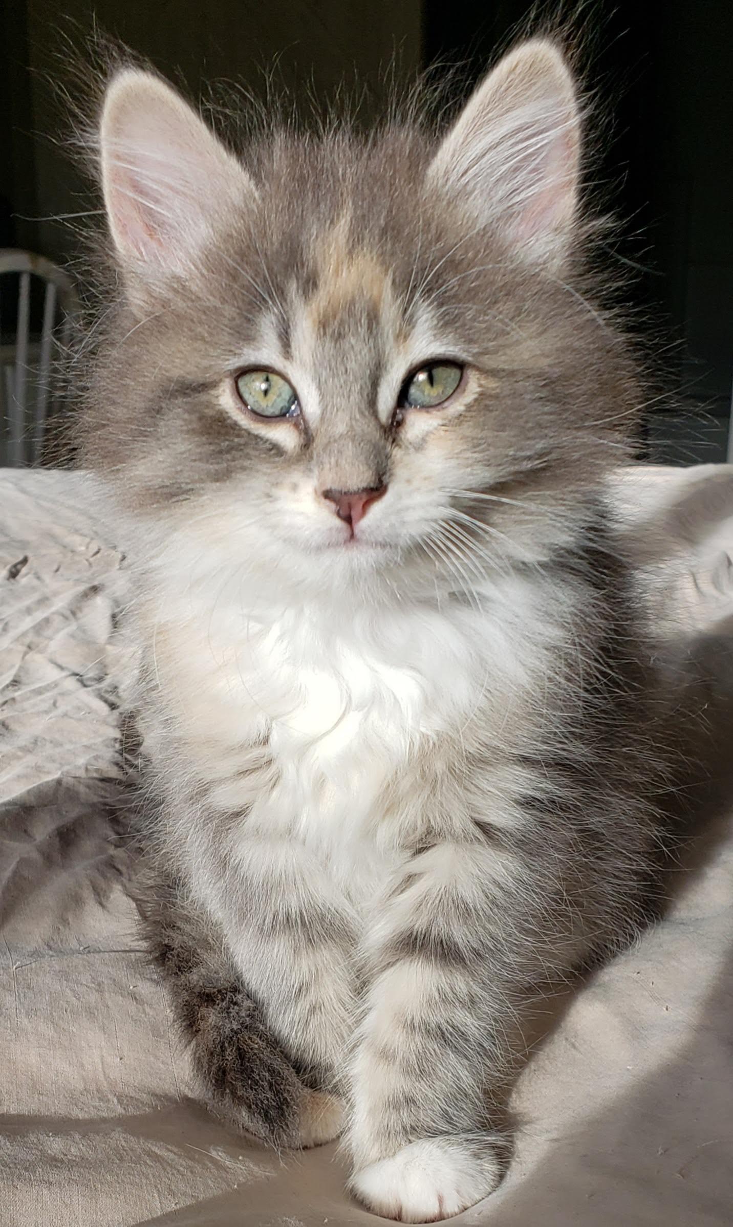 Enlarge Soairse, an adopted mixed breed in Bow, WA image 3/5