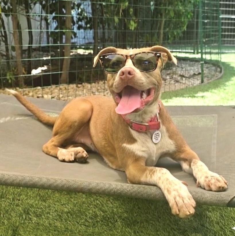 Elektra, a Adoptable mixed breed in Sun Valley, CA image 1/6