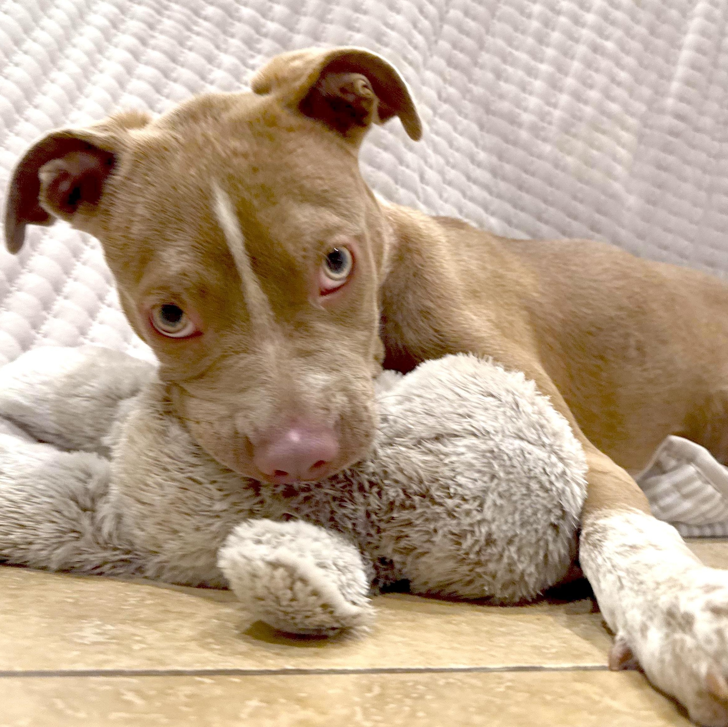 Elektra, a Adoptable mixed breed in Sun Valley, CA image 2/6