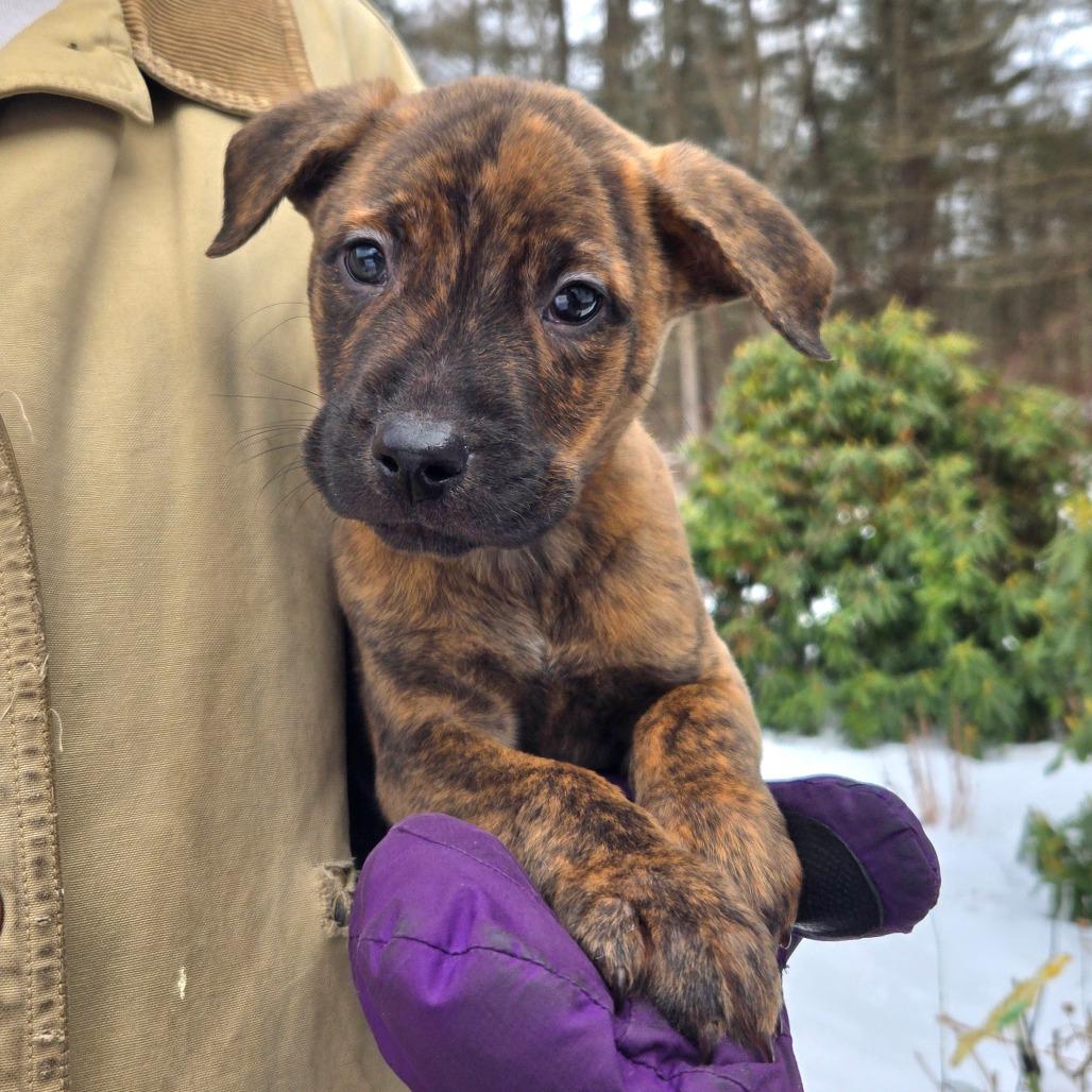 CT Acorn, a Adoptable mixed breed in Eastford, CT image 2/2