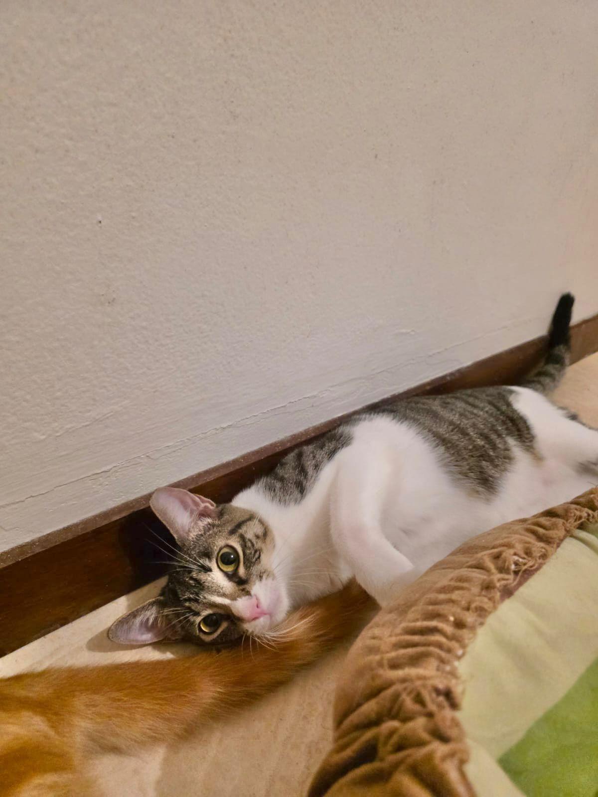 Antonella, a Adoptable Domestic Short Hair in Natick, MA image 2/6