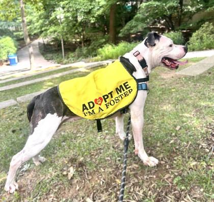 Azooz, Adoptable, Adult Female Pit Bull Terrier & Mixed Breed.