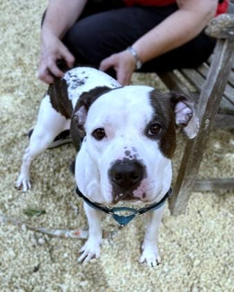 Azooz, a Adoptable mixed breed in Washington, DC image 1/3