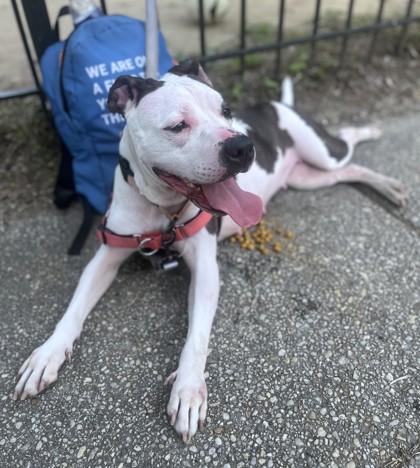 Azooz, a Adoptable mixed breed in Washington, DC image 2/3
