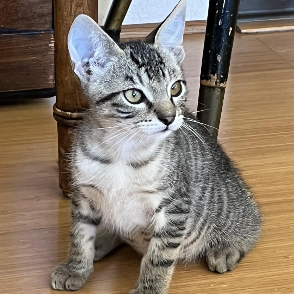 Enlarge Tiger, a Adoptable Domestic Short Hair in Santa Rosa, CA image 3/5