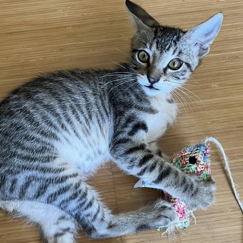 Enlarge Tiger, a Adoptable Domestic Short Hair in Santa Rosa, CA image 4/5