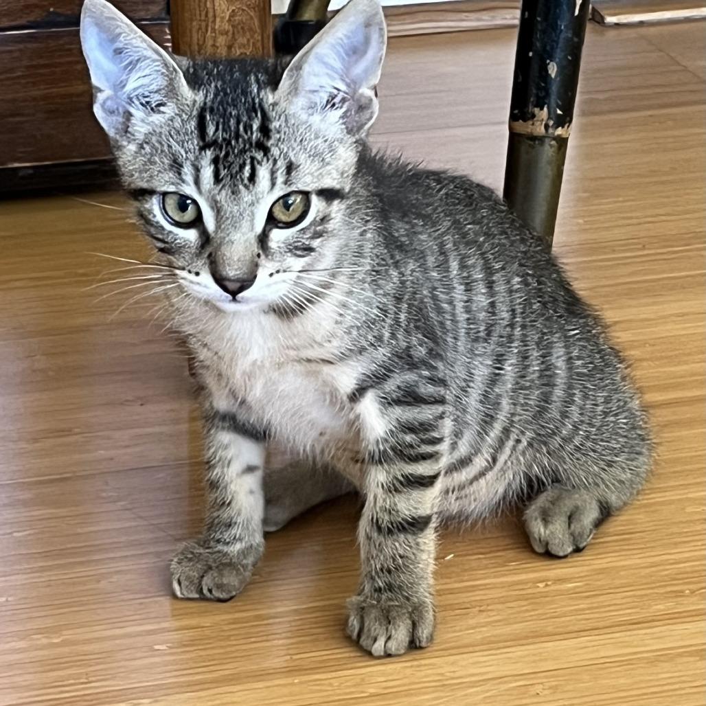 Enlarge Tiger, a Adoptable Domestic Short Hair in Santa Rosa, CA image 5/5