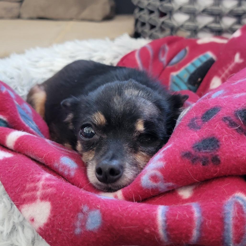 Enlarge Chloe **Off-Site Foster Home**, a Adoptable Mixed Breed in Troy, IL image 1/1