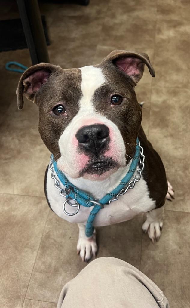 Enlarge Jelly Bean Baby Girl, a Adoptable mixed breed in Springfield, OH image 1/1