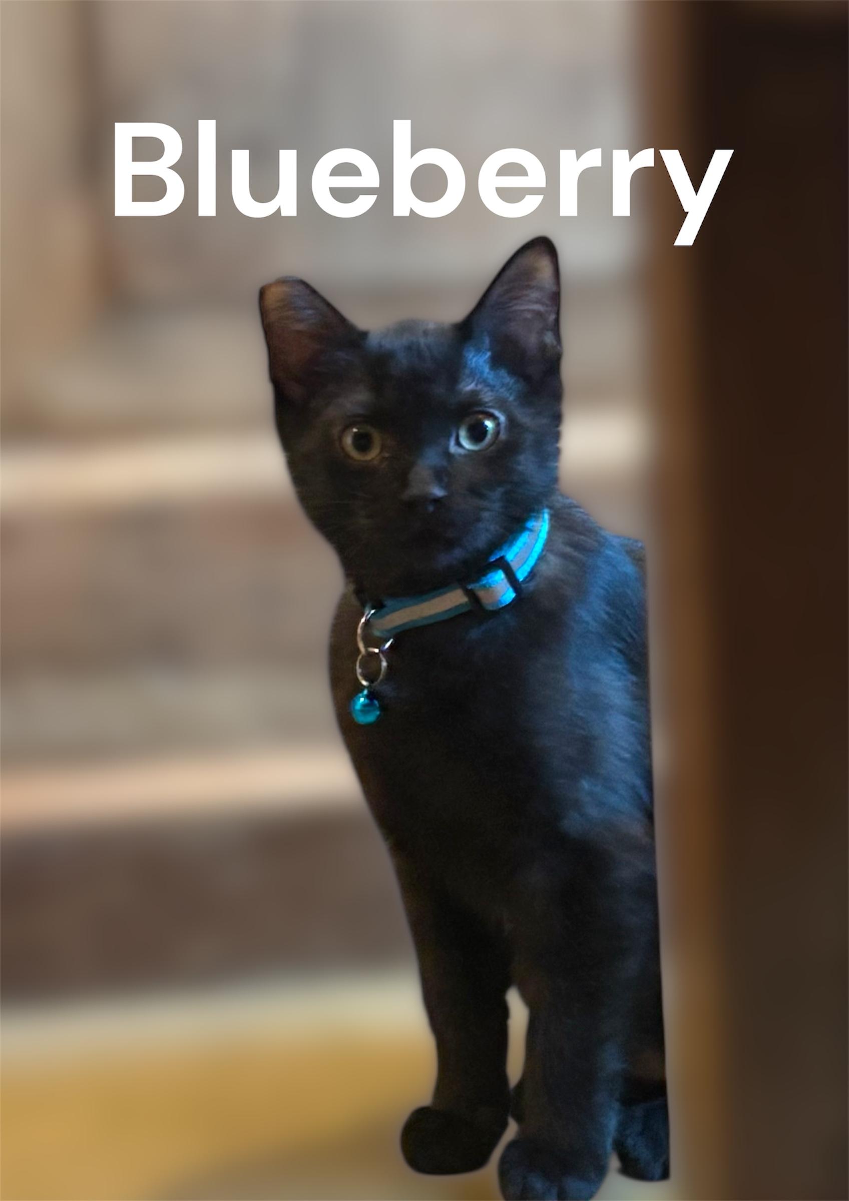 Blueberry, ADOPTABLE, Kitten Female Domestic Short Hair.